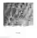 Fig. 13 - Compositions and methods for increasing iron intake in a mammal