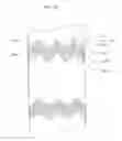 Fig. 37 - Banded papers, smoking articles and methods