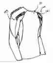 Fig. 01 - Shoulder Pad Support