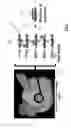 Fig. 04 - Image display interfaces