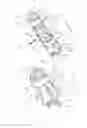 Fig. 02 - URETHRAL ANASTOMOSIS DEVICE AND METHOD