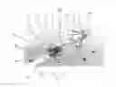 Fig. 38 - URETHRAL ANASTOMOSIS DEVICE AND METHOD