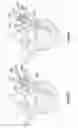 Fig. 10 - Composite material spinal implant