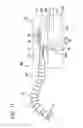 Fig. 11 - Treatment tool
