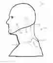 Fig. 01 - Neck orthosis