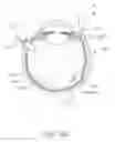 Fig. 26 - Motorized suprachoroidal injection of therapeutic agent