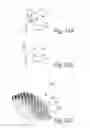 Fig. 16 - Nonwoven Material Having Discrete Three-Dimensional Deformations Forming Protrusions Having A Varying Width And Wide Base Openings