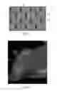 Fig. 04 - Absorbent articles with indicia and/or color