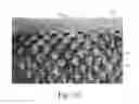 Fig. 13 - Absorbent articles with indicia and/or color