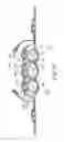 Fig. 29 - Absorbent articles with indicia and/or color