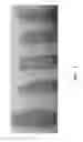 Fig. 06 - Producing method of cosmetics composition for a lip tattoo pack and therefrom