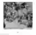 Fig. 11 - Low-dimensional structures of organic and/or inorganic substances and use thereof