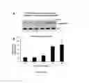Fig. 04 - Methods of Treating Sickle Cell Disease and Related Disorders Using Fumaric Acid Esters