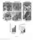 Fig. 29 - METHODS OF STIMULATING CELLULAR GROWTH, SYNAPTIC REMODELING AND CONSOLIDATION OF LONG-TERM MEMORY