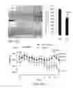 Fig. 33 - Pro-neurogenic compounds