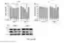 Fig. 23 - METHODS AND COMPOSITIONS FOR INHIBITING HUMAN COPPER TRAFFICKING PROTEINS ATOX1 AND CCS