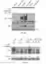 Fig. 12 - CORRECTORS ACTING THROUGH MSD1 OF CFTR PROTEIN