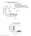 Fig. 05 - Methods and compositions for attenuating gene expression modulating anti-viral transfer vector immune responses
