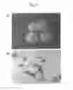 Fig. 02 - Nano-sized kimchi lactic acid bacteria