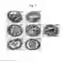 Fig. 08 - Nano-sized kimchi lactic acid bacteria