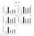 Fig. 11 - Nano-sized kimchi lactic acid bacteria