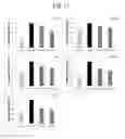 Fig. 12 - Nano-sized kimchi lactic acid bacteria