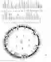 Fig. 129 - Antibacterial phage, phage peptides and methods of use thereof
