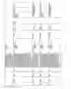 Fig. 155 - Antibacterial phage, phage peptides and methods of use thereof