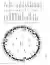 Fig. 249 - Antibacterial phage, phage peptides and methods of use thereof