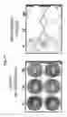 Fig. 12 - Use of adenoviruses and nucleic acids that code for said viruses