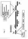 Fig. 18 - Use of adenoviruses and nucleic acids that code for said viruses
