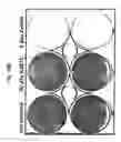 Fig. 20 - Use of adenoviruses and nucleic acids that code for said viruses