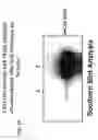 Fig. 21 - Use of adenoviruses and nucleic acids that code for said viruses
