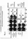 Fig. 24 - Use of adenoviruses and nucleic acids that code for said viruses
