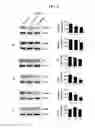Fig. 05 - Composition from Sphaeranthus indicus and Garcinia mangostana for the control of metabolic syndrome