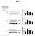 Fig. 07 - Composition from Sphaeranthus indicus and Garcinia mangostana for the control of metabolic syndrome