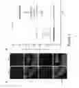 Fig. 06 - Methods and compositions for rejuvenating skeletal muscle stem cells