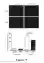 Fig. 12 - Methods and compositions for rejuvenating skeletal muscle stem cells
