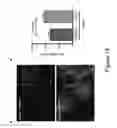 Fig. 19 - Methods and compositions for rejuvenating skeletal muscle stem cells