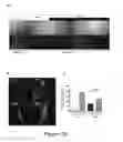 Fig. 21 - Methods and compositions for rejuvenating skeletal muscle stem cells
