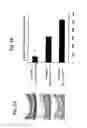 Fig. 03 - Nucleotide phosphate dissipation as a treatment for vascular disorders