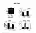 Fig. 21 - Nucleotide phosphate dissipation as a treatment for vascular disorders