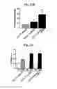 Fig. 23 - Nucleotide phosphate dissipation as a treatment for vascular disorders
