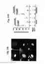 Fig. 26 - Nucleotide phosphate dissipation as a treatment for vascular disorders