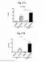 Fig. 30 - Nucleotide phosphate dissipation as a treatment for vascular disorders