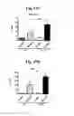 Fig. 31 - Nucleotide phosphate dissipation as a treatment for vascular disorders