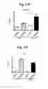 Fig. 32 - Nucleotide phosphate dissipation as a treatment for vascular disorders