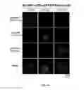 Fig. 11 - METHODS AND COMPOSITIONS INVOLVING FIBRILLIZING POLYPEPTIDES FOR NANOFIBERS