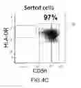 Fig. 07 - Formulation and method for preparing specific T cell, and method for preparing the formulation