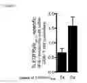 Fig. 06 - Methods and compositions for inducing an immune response to EGFRvIII